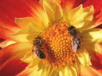 bees
