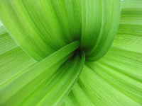 green leaves