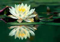 lotus